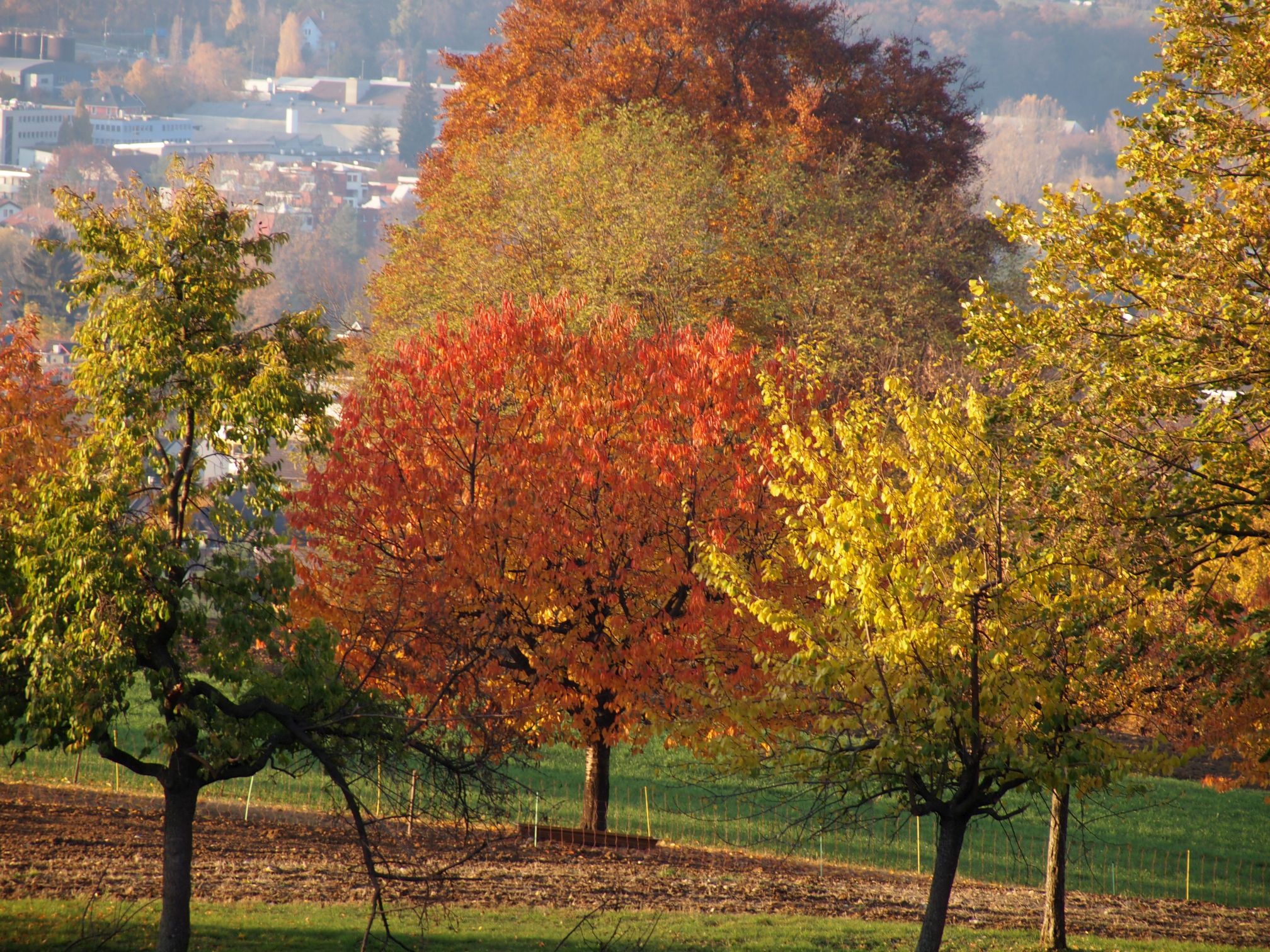 Kirschbäume Tüfleten